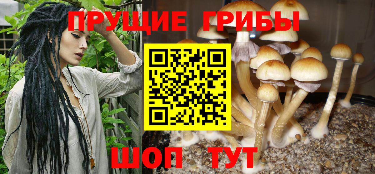 Псилоцибиновые грибы Psilocybine cubensis  закладки  Батайск  Галлюциногенные грибы GOLDEN TEACHER  Вход с VPN 
